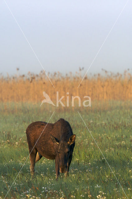 Eland (Alces alces)