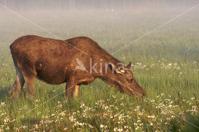 Eland (Alces alces)