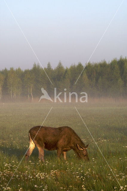 Eland (Alces alces)