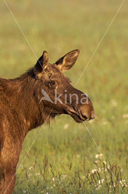 Eland (Alces alces)