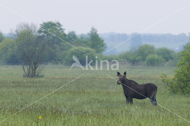 Eland (Alces alces)