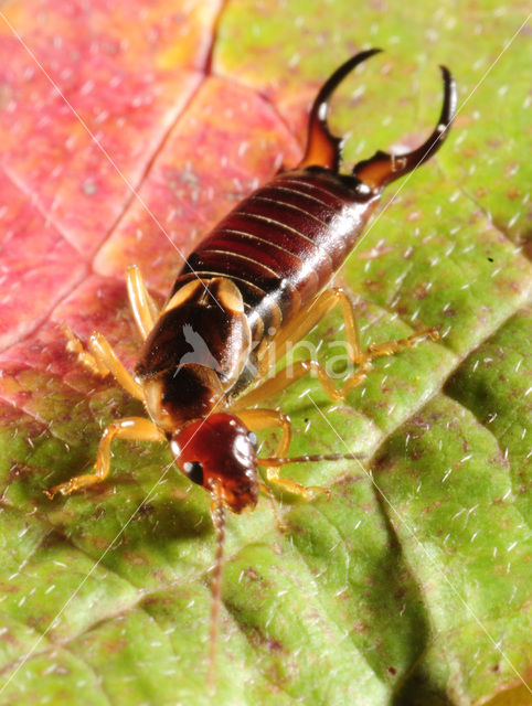 European earwig (Forficula auricularia)