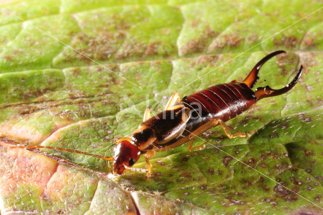 Europese oorworm (Forficula auricularia)