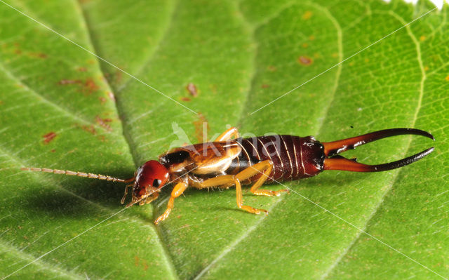 Europese oorworm (Forficula auricularia)