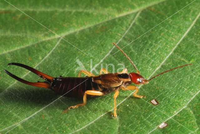 European earwig (Forficula auricularia)