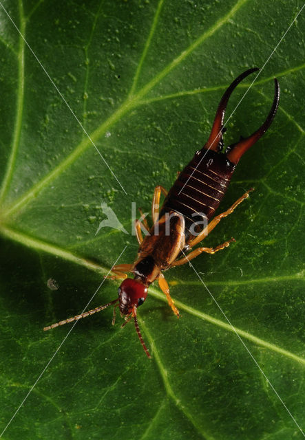 European earwig (Forficula auricularia)