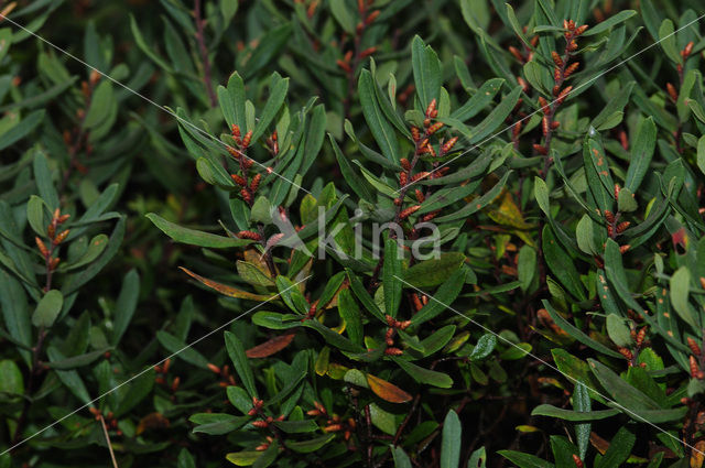 Gagel (Myrica gale)