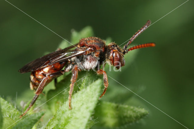 Gedrongen wespbij (Nomada guttulata)