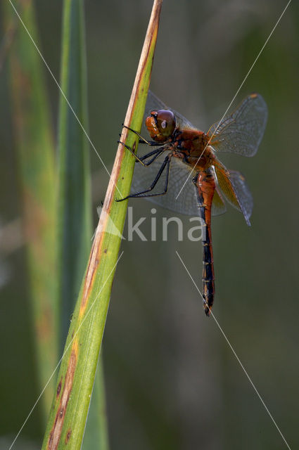 Geelvlekheidelibel (Sympetrum flaveolum)