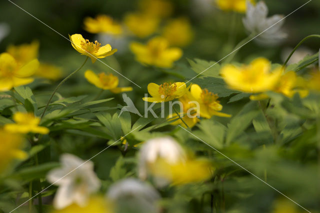 Gele anemoon (Anemone ranunculoides)