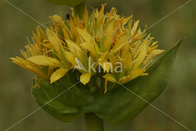 Yellow Gentian (Gentiana lutea)