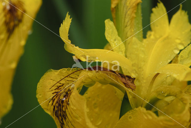 Gele lis (Iris pseudacorus)