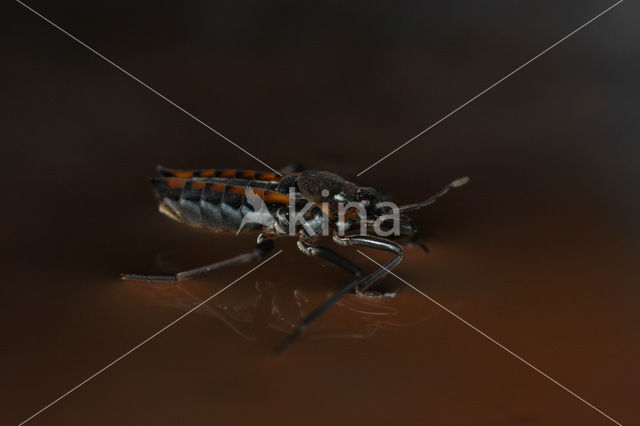 Water Cricket (Velia caprai)