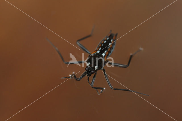 Water Cricket (Velia caprai)