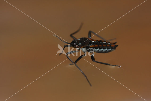 Water Cricket (Velia caprai)