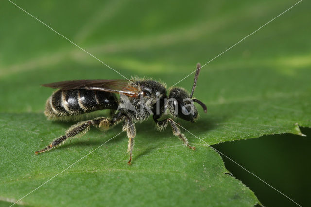 Gewone franjegroefbij (Lasioglossum sexstrigatum)