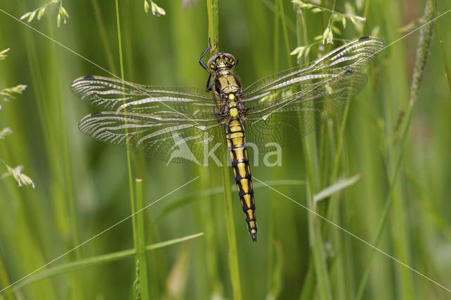 Gewone oeverlibel (Orthetrum cancellatum)