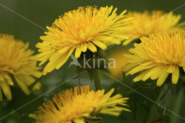 Gewone paardenbloem (Taraxacum officinale)