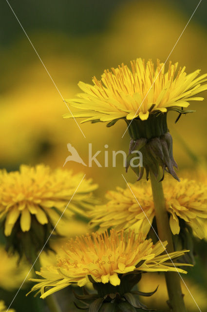 Gewone paardenbloem (Taraxacum officinale)