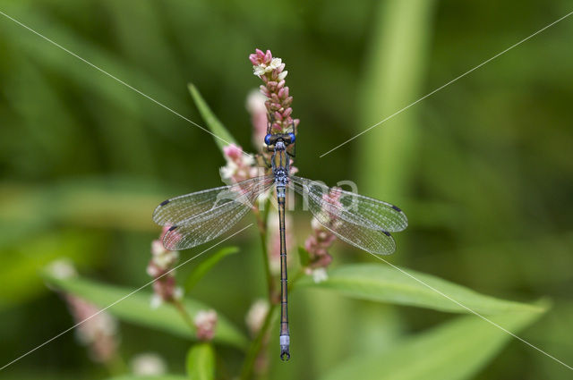 Gewone pantserjuffer (Lestes sponsa)