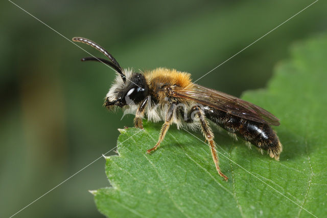 Gewone Rozenzandbij (Andrena fucata)