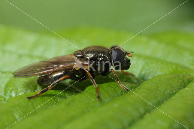 Gitje (Cheilosia sp.)