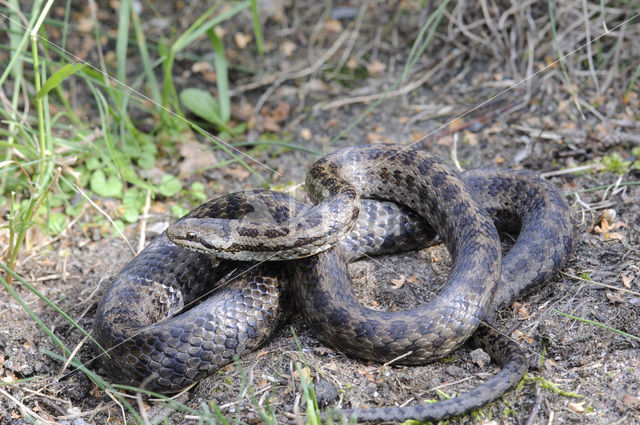 Gladde slang (Coronella austriaca)