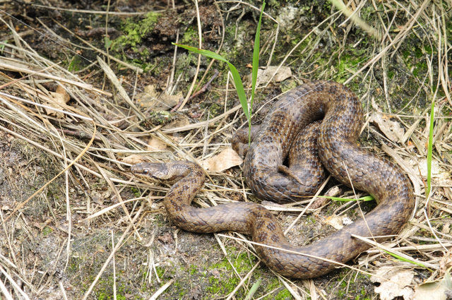 Gladde slang (Coronella austriaca)