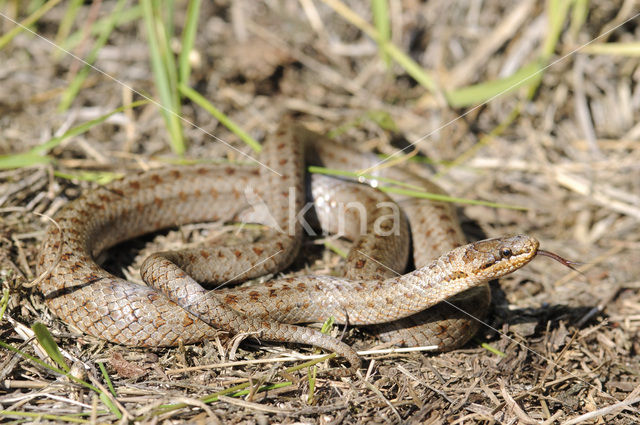 Gladde slang (Coronella austriaca)