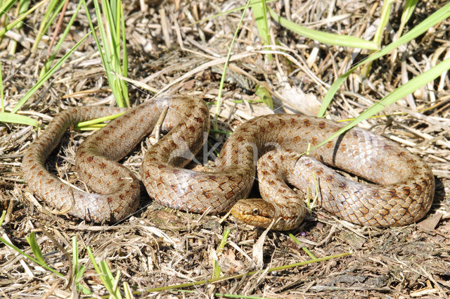 Gladde slang (Coronella austriaca)