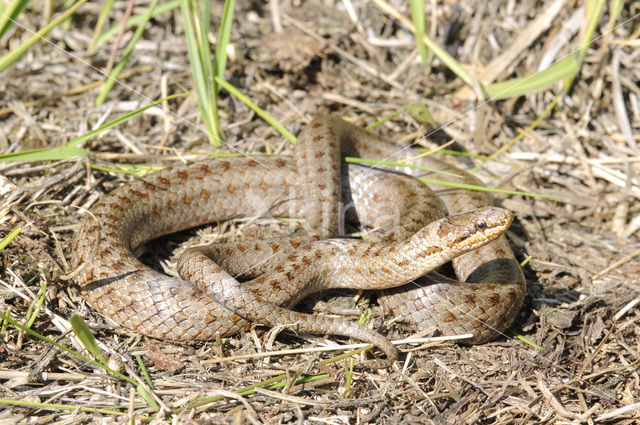 Gladde slang (Coronella austriaca)