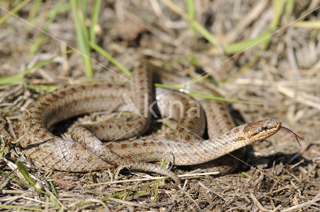 Gladde slang (Coronella austriaca)