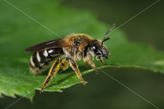 Glanzende bandgroefbij (Lasioglossum zonulum)