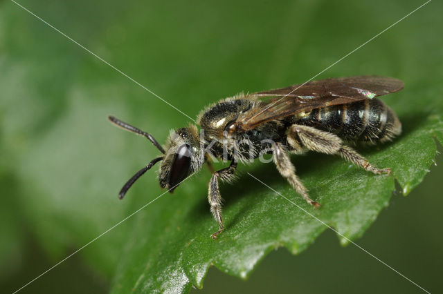 Lasioglossum nitidulum