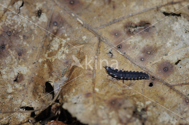 Glow worm (Lampyris noctiluca)