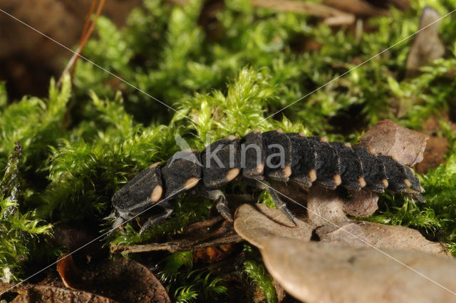 Glimworm (Lampyris noctiluca)