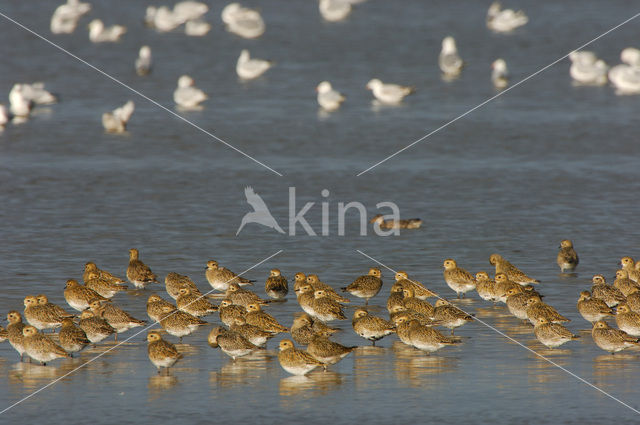 Goudplevier (Pluvialis apricaria)