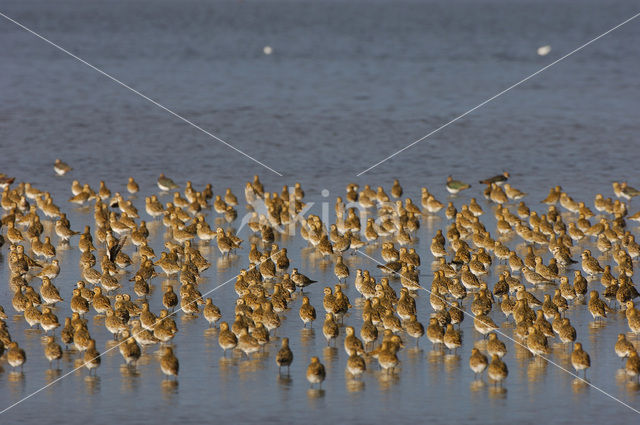 Goudplevier (Pluvialis apricaria)