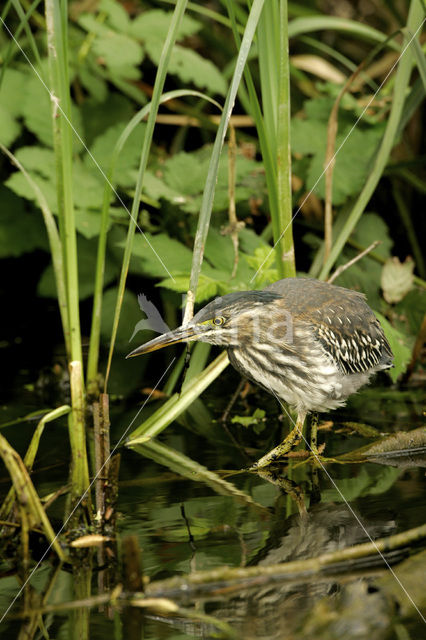 Groene Reiger (Butorides virescens)