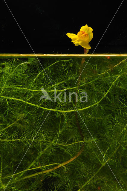 Groot blaasjeskruid (Utricularia vulgaris)