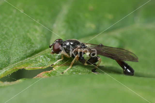 Grote Bronzwever (Sphegina sibirica)