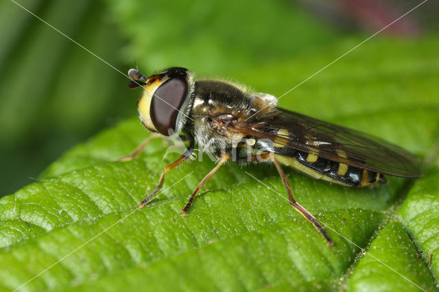 Grote Kommazwever (Eupeodes luniger)