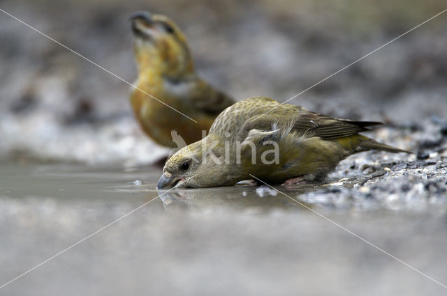 Grote Kruisbek (Loxia pytyopsittacus)