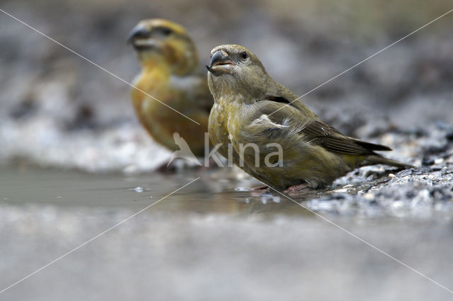 Grote Kruisbek (Loxia pytyopsittacus)