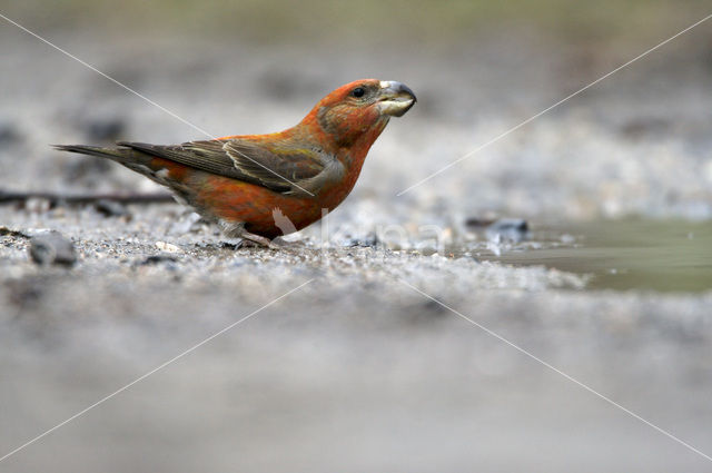 Grote Kruisbek (Loxia pytyopsittacus)