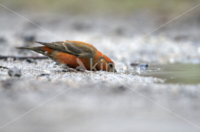 Grote Kruisbek (Loxia pytyopsittacus)