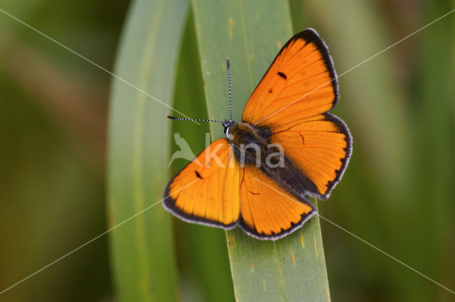 Grote Vuurvlinder (Lycaena dispar rutila)