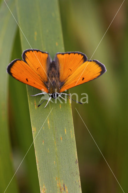 Grote Vuurvlinder (Lycaena dispar rutila)