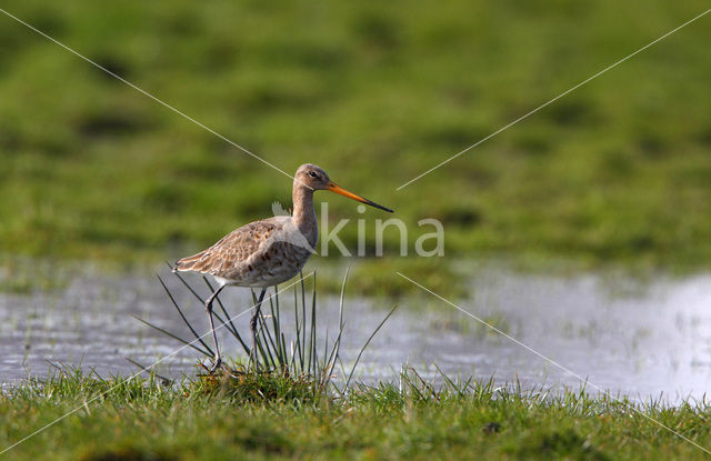 Grutto (Limosa limosa)