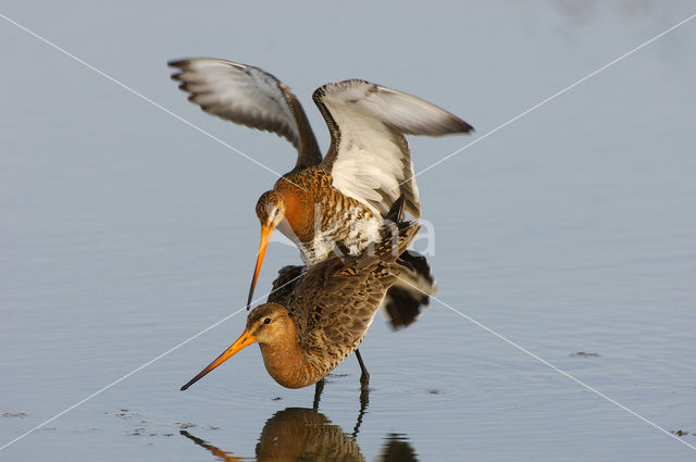 Grutto (Limosa limosa)